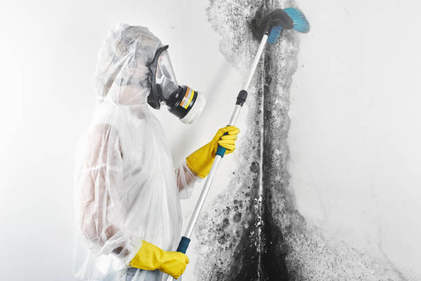 Best Mold Damage Restoration  in Elba, AL