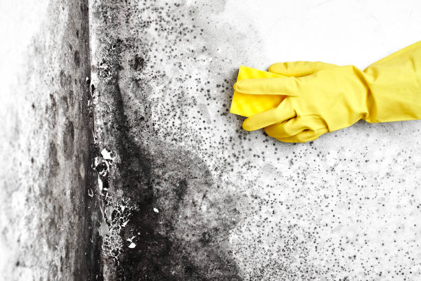 Best Biohazard Mold Removal  in Elba, AL